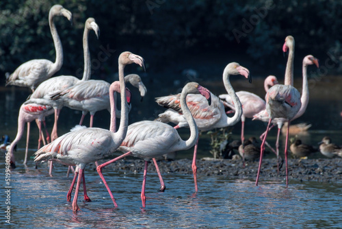 A flock of greater flamingo  Phoenicopterus roseus  seen in the wetlands near Airoli in New Bombay in Maharashtra  India