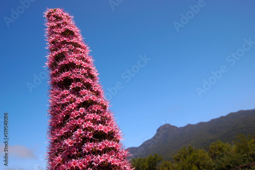 Tajinaste rosado, Echium wildpretii trichosyphon, Caldera de Taburiente National Park, Biosphere Reserve, ZEPA, LIC, La Palma, Canary Islands, Spain, Europe photo