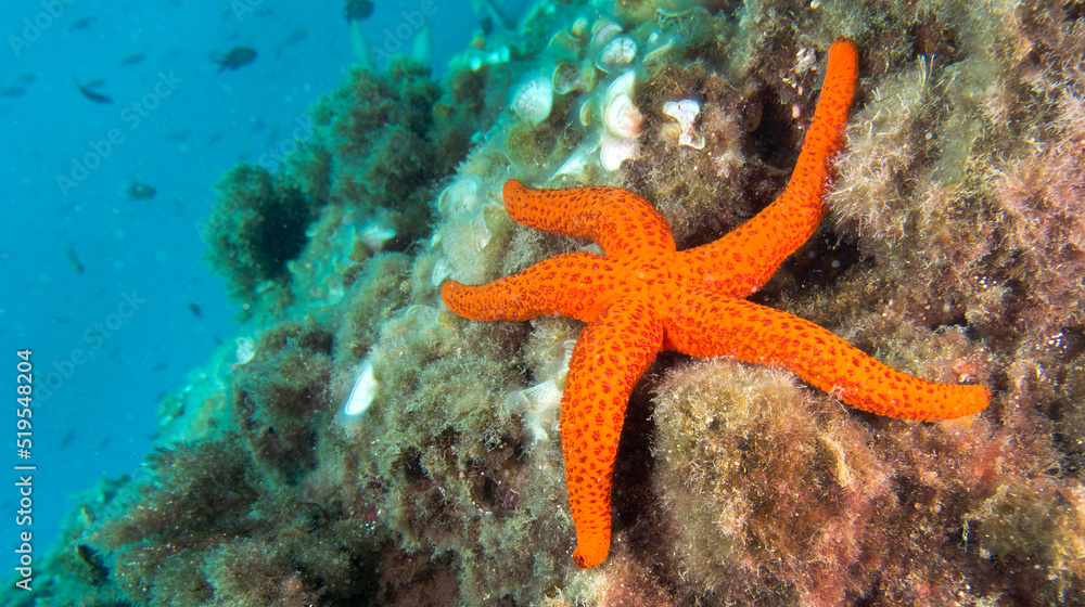 Smooth Starfish, Hacelia attenuata, Cabo Cope Puntas del Calnegre Regional Park, Mediterranean Sea, Murcia, Spain, Europe Smooth Starfish, Hacelia attenuata, Cabo Cope Puntas del Calnegre Regional Park, Mediterranean Sea, Murcia, Spain, Europe