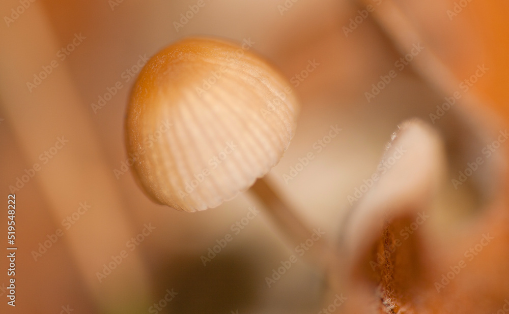 Wild Mushroom, Sierra de Guadarrama National Park, Segovia, Castile Leon, Spain, Europe