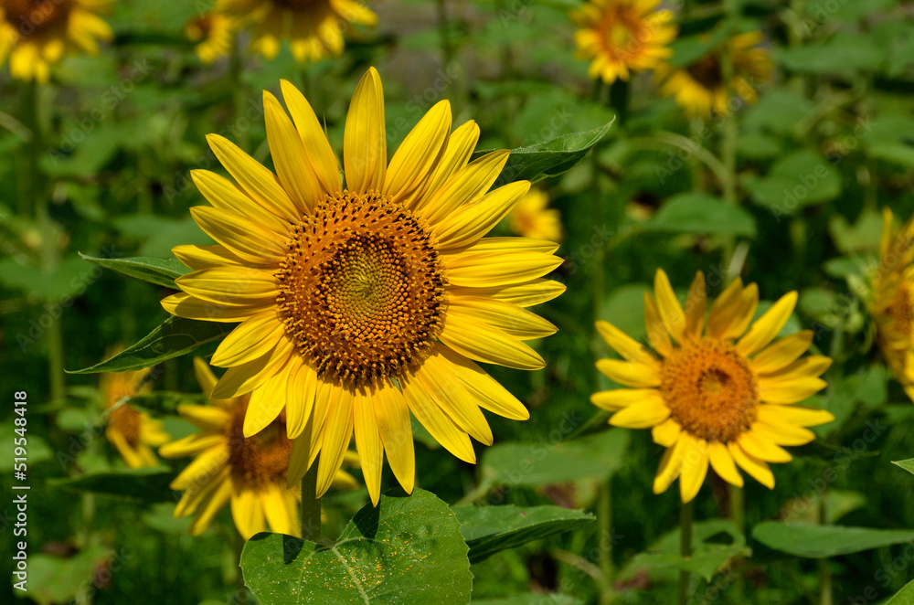 ヒマワリの花 サンフェスタ 向日葵 ヒマワリの花 サンフェスタ 向日葵