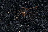 brązowy pająk o długich nogach na czarnym kamienistym podłożu