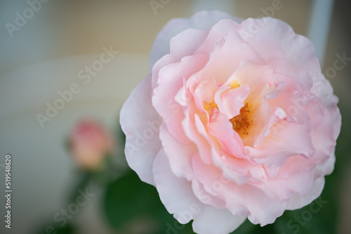 sharifa asma rose , A lovely rose with delicate blush pink ,cluster-flowered blooming photo