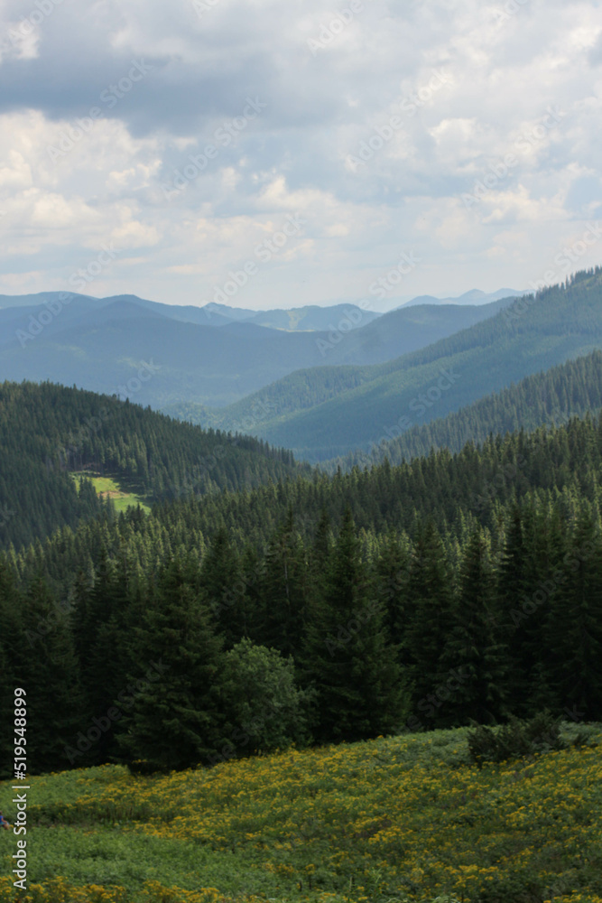 Carpatian mountains. way to Howerla. mountain and forest. Nature wallpapers.