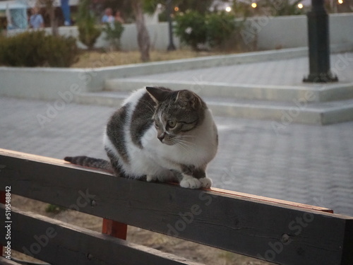 Streunerin: Katze im Urlaub am Strand im Urlaubsland