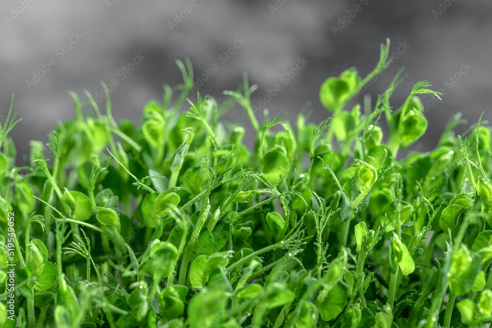 Peas micro greens sprouts close up. Pea green young tendril plants shoots microgreens. Food background. Long banner format Peas micro greens sprouts close up. Pea green young tendril plants shoots microgreens. Food background. Long banner format