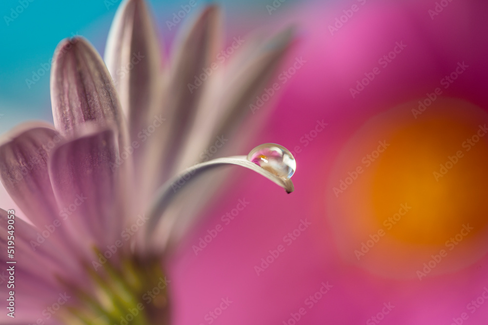 flower with dew dop - beautiful macro photography with abstract bokeh background flower with dew dop - beautiful macro photography with abstract bokeh background