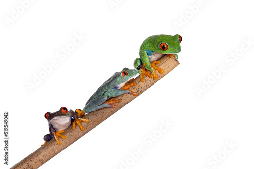 Canvas Print Three Red-eyed tree frogs aka Agalychnis callidryas, sitting on wooden stick