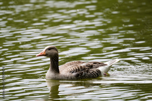 Wall Mural duck in lake at Orsted park, Copenhagen