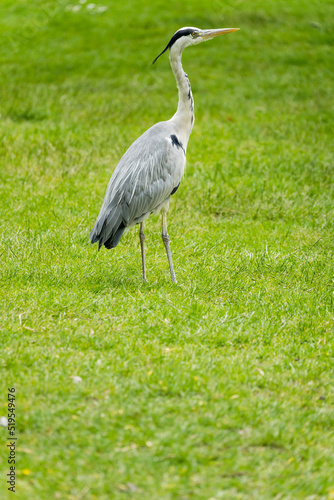 Canvas Print heron on grass at Orsted park, Copenhagen