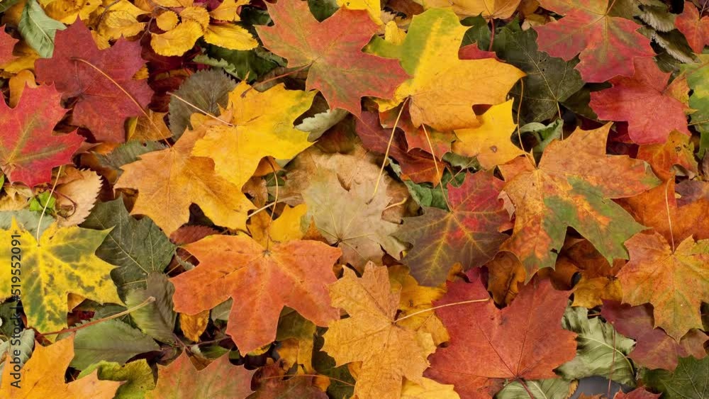 Fallen Leaves in Autumn forest. Seasonal Background with Beautiful Foliage. Colorful Autumn Background. Fallen Leaves in Autumn forest. Seasonal Background with Beautiful Foliage. Colorful Autumn Background.