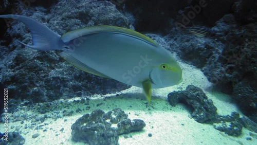 Yellowfin Surgeonfish Swimming Inside The Aquarium Tank. - close up photo