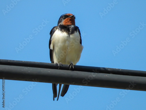 beautiful swallow Hirundo rustica on the wire
