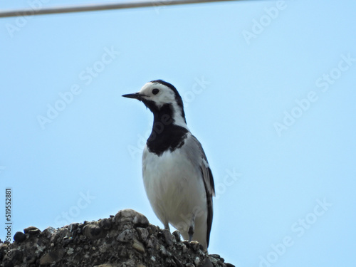 white wagtail on the roof