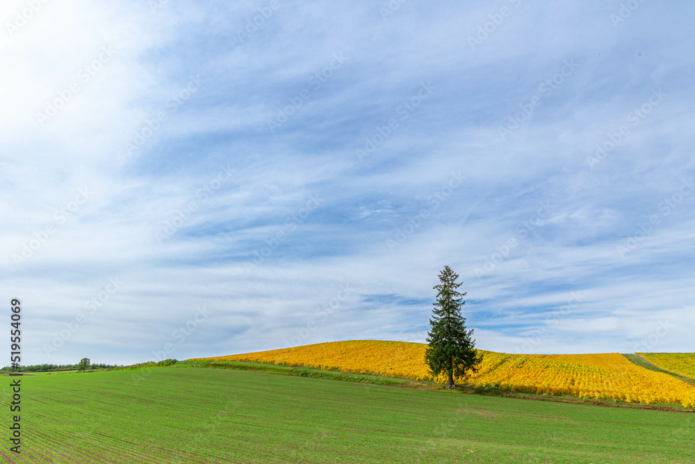Obraz premium 秋のクリスマスツリーの木「北海道美瑛町」