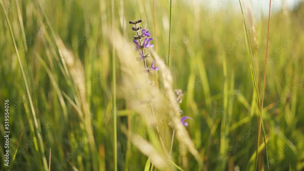 Purple flower in tall grassfield gently moving alone in the slow breeze on summer clear day close up shot outside in green meadow. Purple flower in tall grassfield gently moving alone in the slow breeze on summer clear day close up shot outside in green meadow.