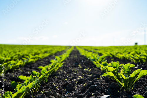 A row of young shoots of sugar beet. Agricultural beet plantation in the evening.