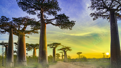 Photography Baobab Alley Sunrise, Madagascar nature,