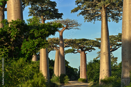 Fototapeta Baobab Alley , Madagascar nature,