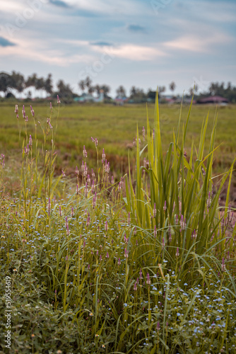 The beautiful views of Penang, Balik Pulau. Green paddy field during July.