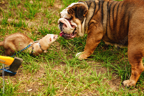 english bulldog and red-haired domestic ferret is walked on a leash on the lawn. unusual pets. food and accessories for rodents. friendship between different animals 