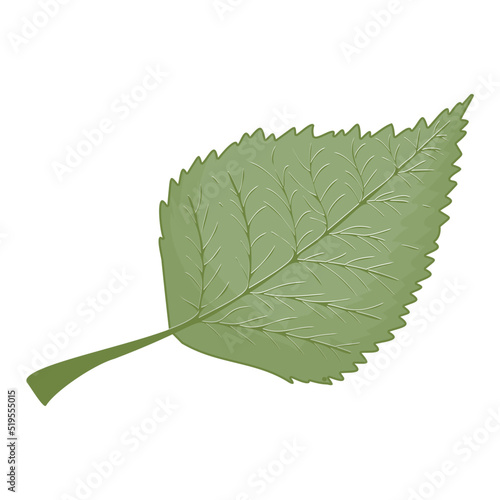 Simple pastel green elm leaf in flat style isolated on white background