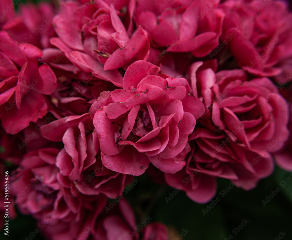 THE FLOWERS YOU FIND ON THE ROAD GIVE COLOR TO YOUR TRIP THE FLOWERS YOU FIND ON THE ROAD GIVE COLOR TO YOUR TRIP