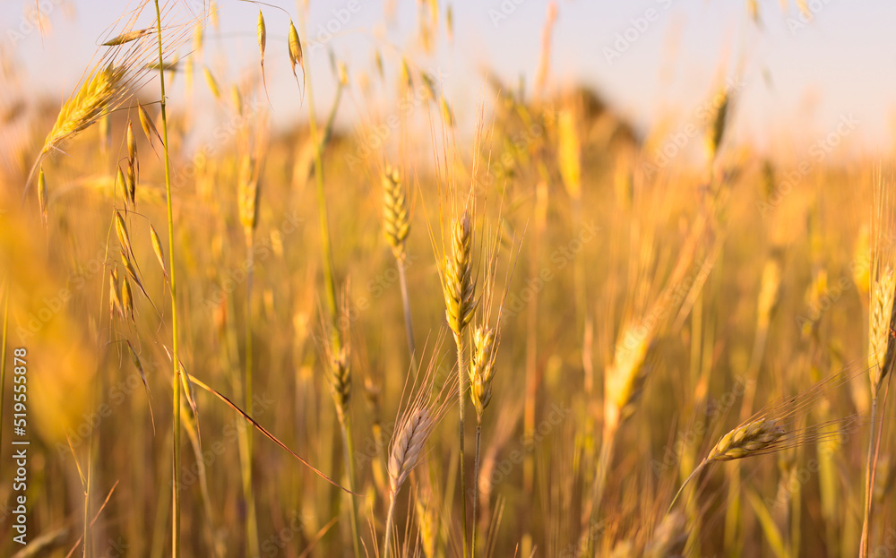 Ears of grain (barley an oat) in the field in the light of the setting sun. Shallow depth of field.