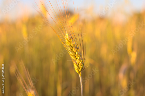 Ear of grain  barley  in a field in the light of the setting sun. Shallow depth of field.
