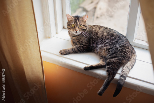 Adult tabby cat is resting on the windowsill © Dima Aslanian