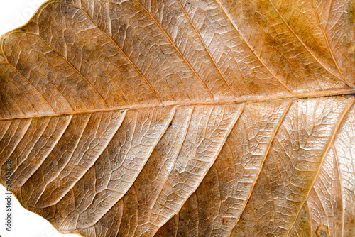 Sacred fig dried leaf (Ficus religiosa L. , Pipal Tree, Bohhi Tree, Bo Tree, Peepul ) on white background photo