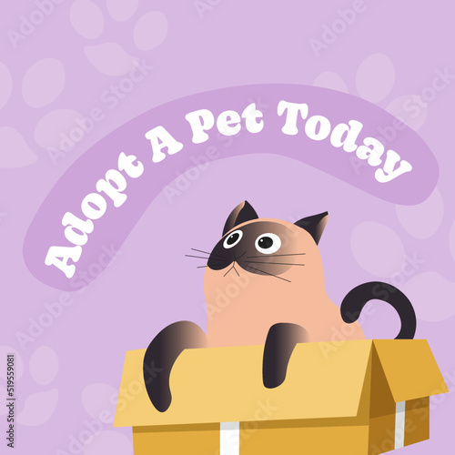 Adopt pet today, help stray cats, save kittens