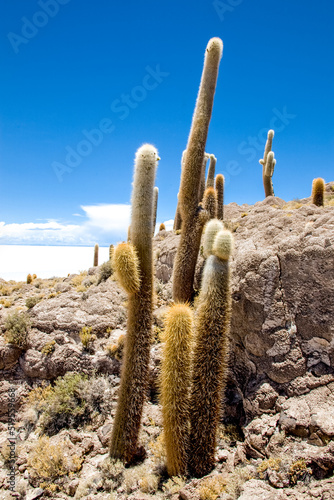 Cactus in rocks, Bolivia. Nature of South America, Salar de Uyuni, Bolivia