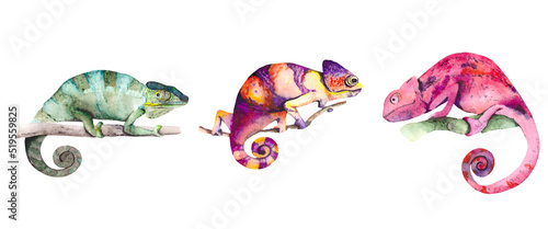 Bright chameleons on a branch, isolated on a white background. Watercolor reptiles for design and illustration on the richness of desert nature.