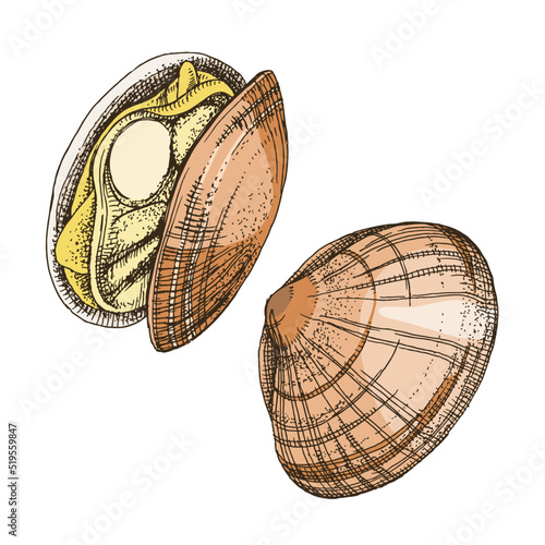 Clams or shellfish seafood illustrations