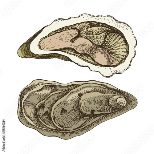 Fresh two sea oysters isolated on white background