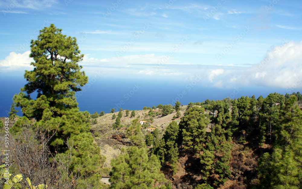 Green Canarian pines against the backdrop of the blue ocean. La Palma, Spain. Green Canarian pines against the backdrop of the blue ocean. La Palma, Spain.