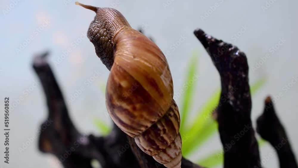 Giant African Snail Animated on Black Wood Video Giant African Snail Animated on Black Wood Video
