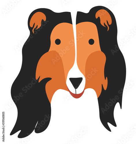 Border Collie portrait of canine animal, cute pet