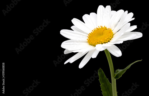 Chamomile flower on black background. Copy space