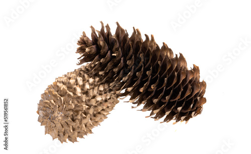 fir cone isolated