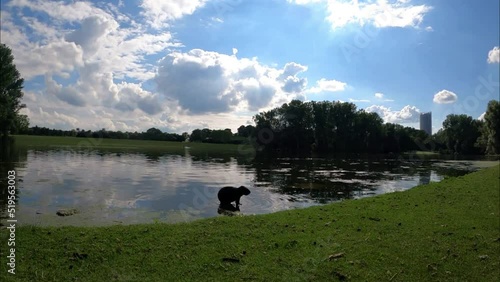 A beaver animal lookint at camera closely in the middle of rheinauenpark, Bonn, Germany.  photo