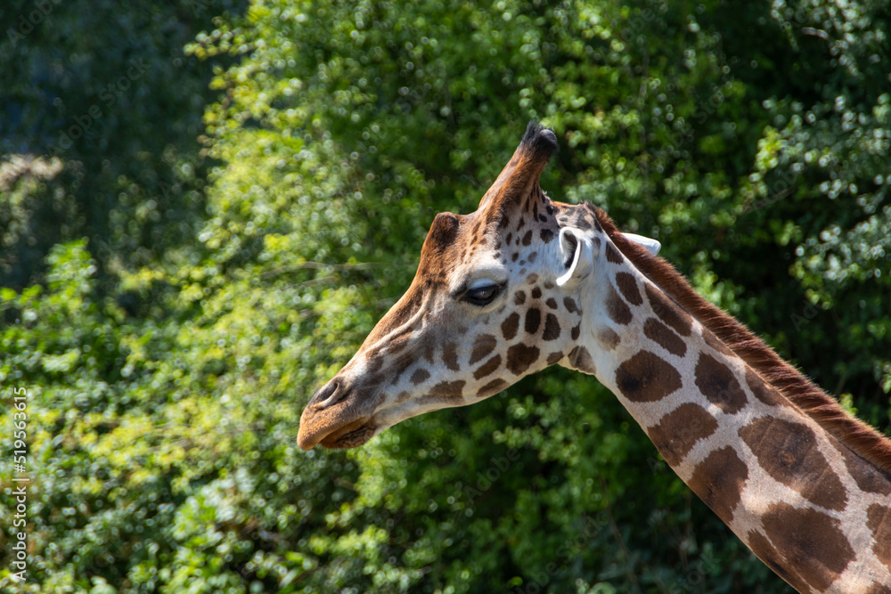 Giraffe Giraffe
