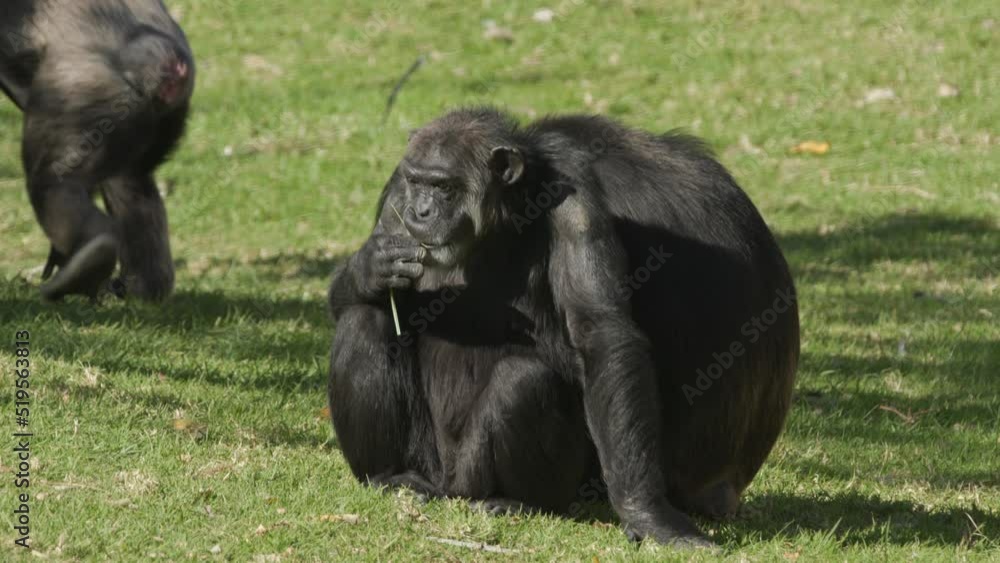 A chimpanzee eating some grass while sitting down in a zoo enclosure. A chimpanzee eating some grass while sitting down in a zoo enclosure.