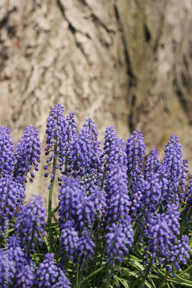 Fototapeta premium Purple flowers in the garden