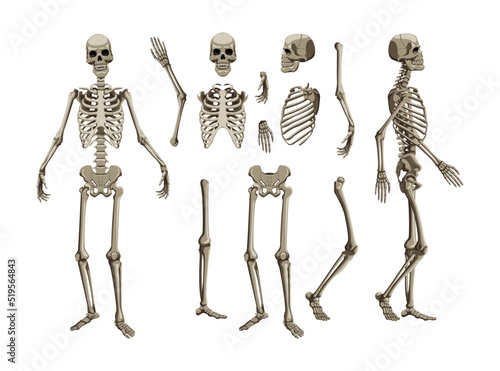 Realistic human skeletons cartoon illustration set. Front, side and back view of human skeletal system. Bones of arms, legs, pelvis and skull on white background. Anatomy, science, biology concept