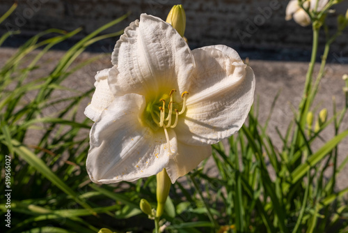 Hemerocallis Joan Senior daylily , macro photography of lilies on a summer day. Garden lily of beauty with petals close-up garden photo. Wallpaper with a lily plant photo