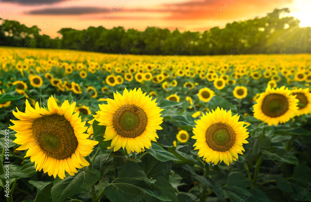 Fototapeta premium sunflowers in field with a yellow sunset