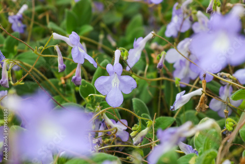 Purple flowers blooming in the botanical garden. 