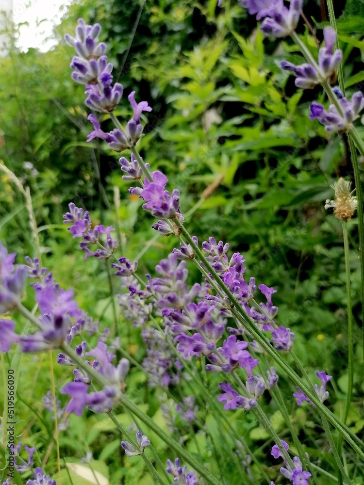 Obraz premium Lavendelzweige im Garten